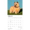 Cairn Terriers | 2027 12 x 24 Inch (Hanging) Monthly Square Wall Calendar | Plastic-Free